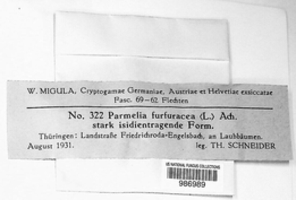 Pseudevernia image